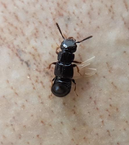 Oxytelinae